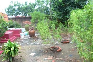 Phát hiện vườn cần sa giữa Sài Gòn: Chỉ xử phạt hành chính