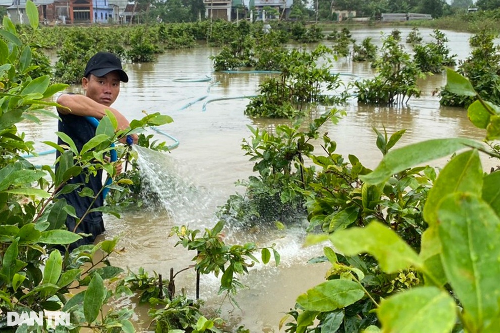 Nông dân dầm mình trong mưa lũ cứu mai - Bình Định -27 -10 - 2021 - Doãn Công -4 Nông dân dầm mình trong mưa lũ cứu mai - Bình Định -27 -10 - 2021 - Doãn Công -4