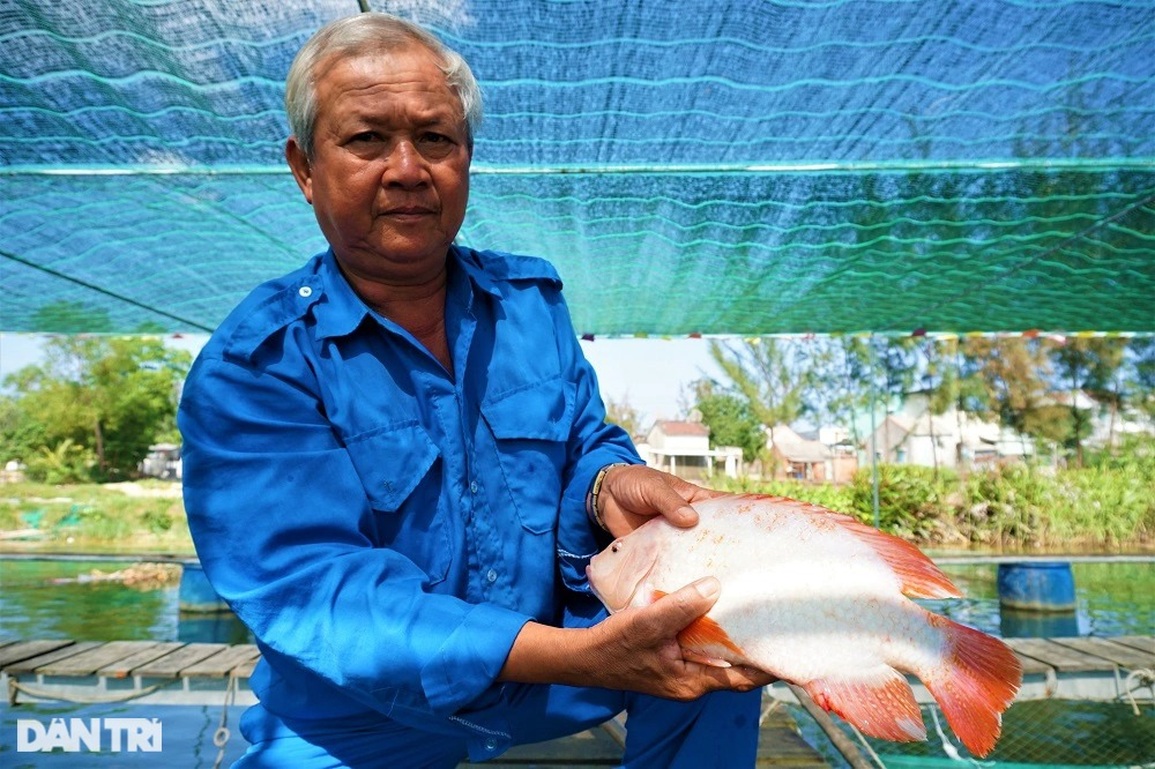 Nuôi loài cá toàn thân màu hồng, lão nông thu tiền tỷ - 1 Nuôi loài cá toàn thân màu hồng, lão nông thu tiền tỷ - 1