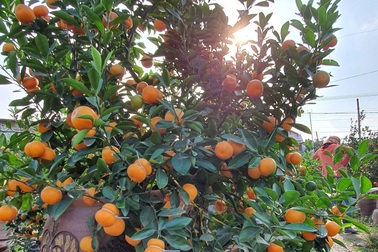 Năm ngoái được giá, năm nay cả làng đua nhau trồng quất lọ