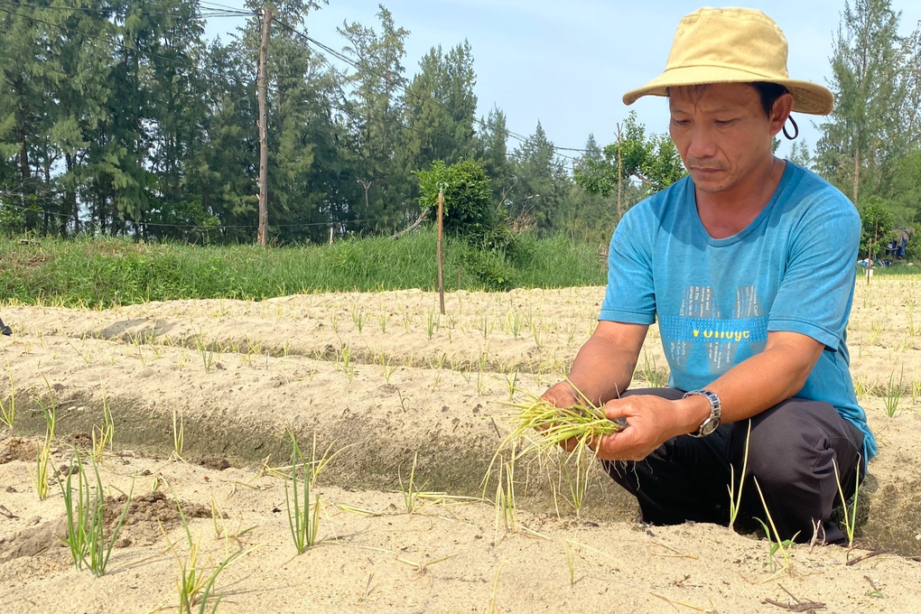 Kiệu Tết chết trắng, nông dân khóc ròng - 2 Kiệu Tết chết trắng, nông dân khóc ròng - 2