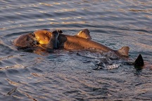 Cảnh tượng khó tin: Rái cá cố ăn thịt cá mập sừng