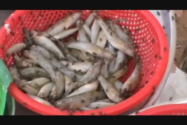 Người dân sống quanh công ty Kwong Lung – MeKo đang khổ sở vì nạn "giặc ruồi"