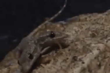 Thằn lằn hai đầu gây sốt trên mạng xã hội Facebook