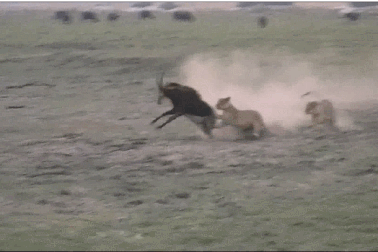 Xem linh dương đột phá vòng vây của sư tử để thoát thân nhưng bất thành