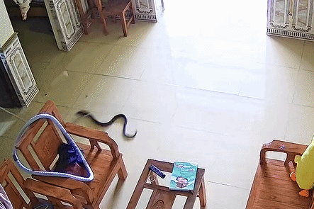 Rắn rơi từ phía điều hoà xuống, cô gái hét thất thanh cầu cứu người nhà - 1 Rắn rơi từ phía điều hoà xuống, cô gái hét thất thanh cầu cứu người nhà - 1