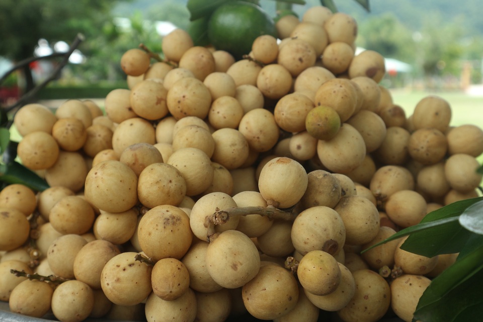 Khám phá những làng quê xứ Quảng yên bình, thơ mộng khi hè về - 3 Khám phá những làng quê xứ Quảng yên bình, thơ mộng khi hè về - 3