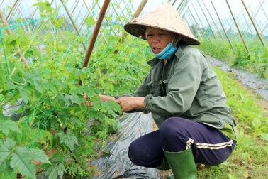 Sau lũ lớn, nông dân hối hả khôi phục rau màu cung ứng Tết