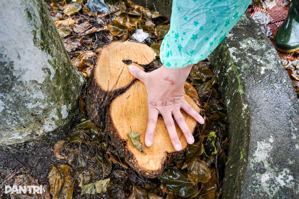 Cây hoa giấy khủng trang trí đường phố ở Đà Nẵng bị cưa trộm - 2 Cây hoa giấy khủng trang trí đường phố ở Đà Nẵng bị cưa trộm - 2