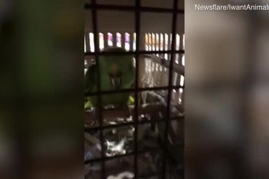 Clip: Bạn sẽ phải sửng sốt với “diễn viên lồng tiếng” hài hước khó tin này...