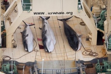 Thợ săn cá voi Nhật Bản giết chết 122 cá voi minke đang mang thai