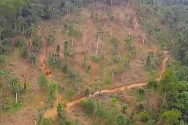 Khởi tố, bắt tạm giam hai cán bộ Ban quản lý rừng phòng hộ