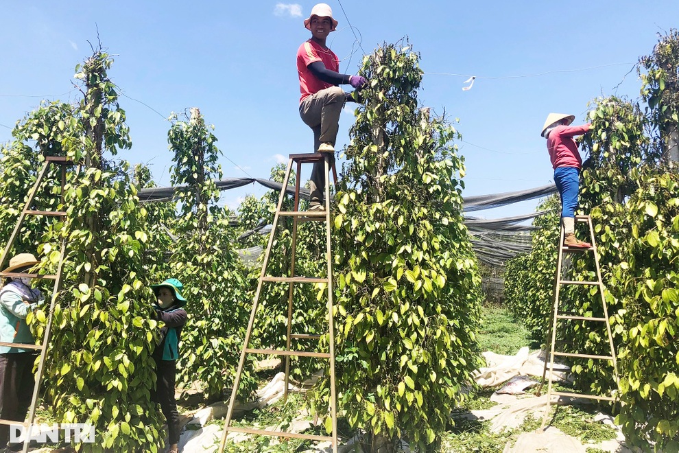 Giá vàng đen của Tây Nguyên tăng cao ngất, nông dân... tiếc đứt ruột - 2 Giá vàng đen của Tây Nguyên tăng cao ngất, nông dân... tiếc đứt ruột - 2