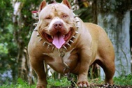 Nam thanh niên bị chó Pitbull cắn chết trong quán cà phê