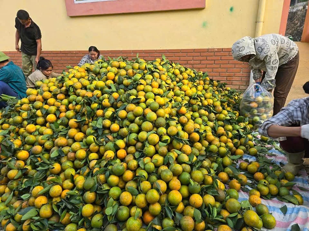 Người dân Phúc Khánh thoát nghèo nhờ trồng cam V2 - 2 Người dân Phúc Khánh thoát nghèo nhờ trồng cam V2 - 2