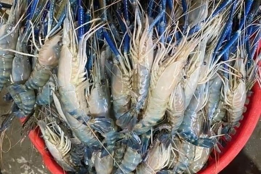 Bị tôm cứa vào tay, người đàn ông phải cắt bỏ cả cánh tay để giữ mạng sống - 1 Bị tôm cứa vào tay, người đàn ông phải cắt bỏ cả cánh tay để giữ mạng sống - 1