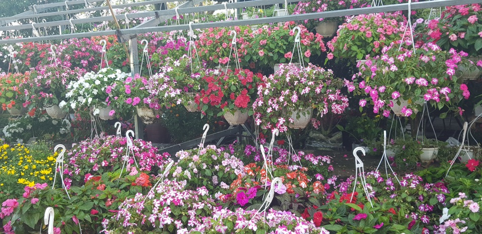 Ngàn hoa khoe sắc chờ đón Xuân - 10 Ngàn hoa khoe sắc chờ đón Xuân - 10