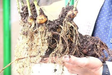 Củ sâm Ngọc Linh "khủng" 20 tuổi được rao bán với giá gần 1 tỷ đồng