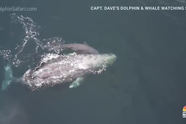 Vô tình bắt gặp cảnh hiếm thấy: Cá voi xám đẻ con trước mũi thuyền