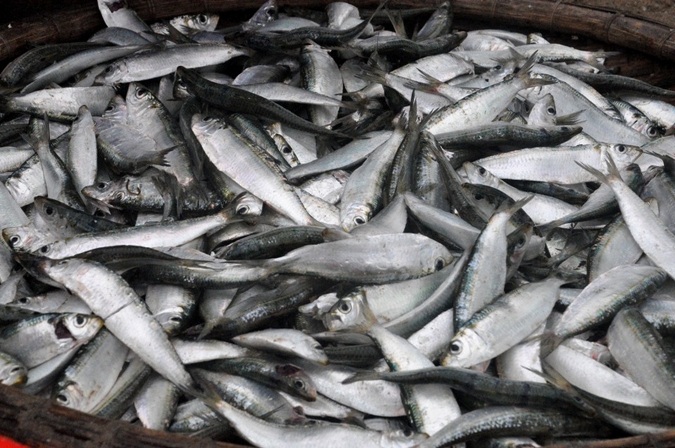 Kiếm tiền triệu mỗi ngày nhờ thu hoạch cá trích - 9 Kiếm tiền triệu mỗi ngày nhờ thu hoạch cá trích - 9