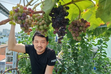 Cả gia đình ở Sài Gòn thỏa thích ăn trái cây nhờ khu vườn "trên không"