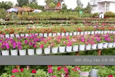 Cận Tết làng hoa sa Đéc vui như hội