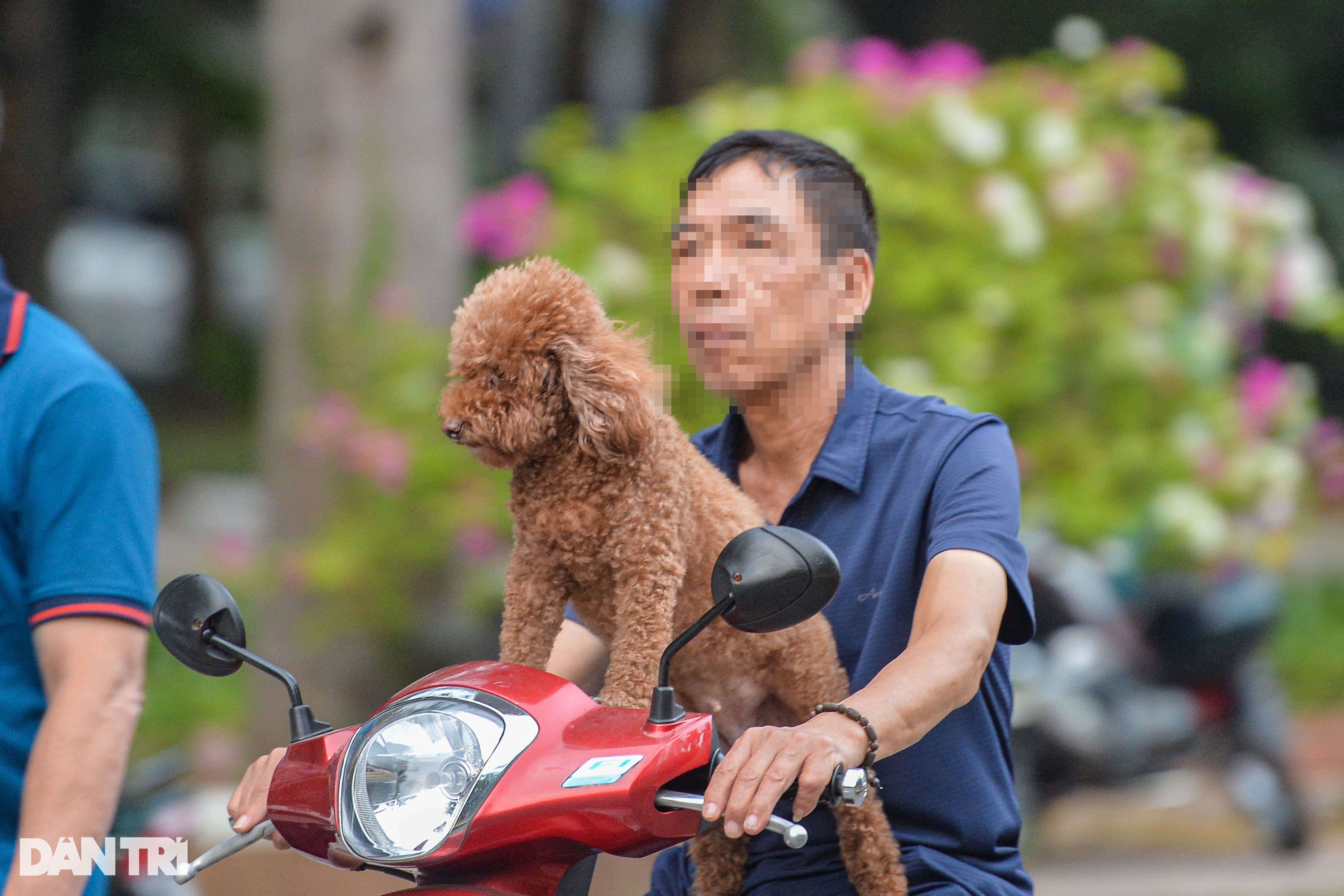 Chó thả rông, không rọ mõm tung tăng khắp các công viên ở Hà Nội - 5 Chó thả rông, không rọ mõm tung tăng khắp các công viên ở Hà Nội - 5