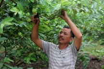 Người trồng ổi Cự Khối “đứng ngồi không yên” vì rớt giá