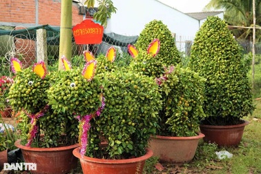 Nông dân "hô biến" quất cảnh thành linh vật chưng Tết, không đủ hàng để bán