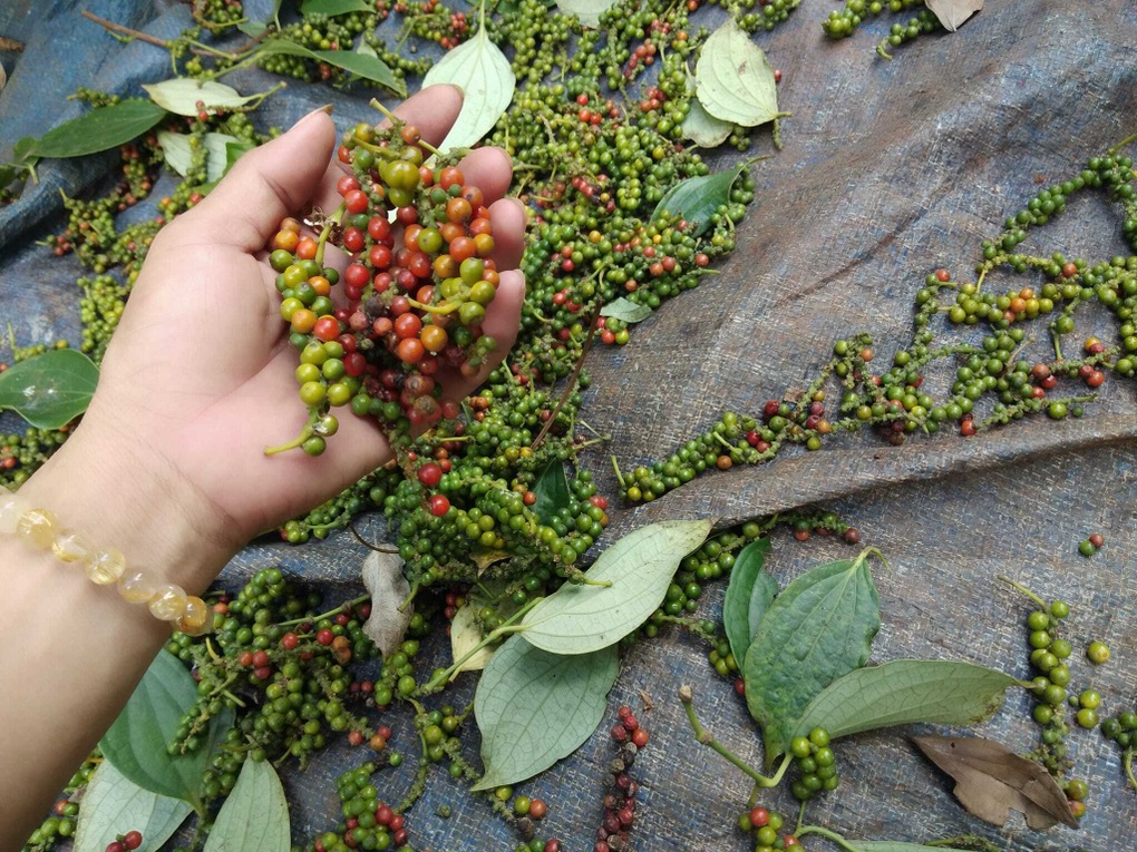 Xuất khẩu hồ tiêu tiến sát 1 tỷ USD, vì sao giá trong nước vẫn lao dốc? - 3