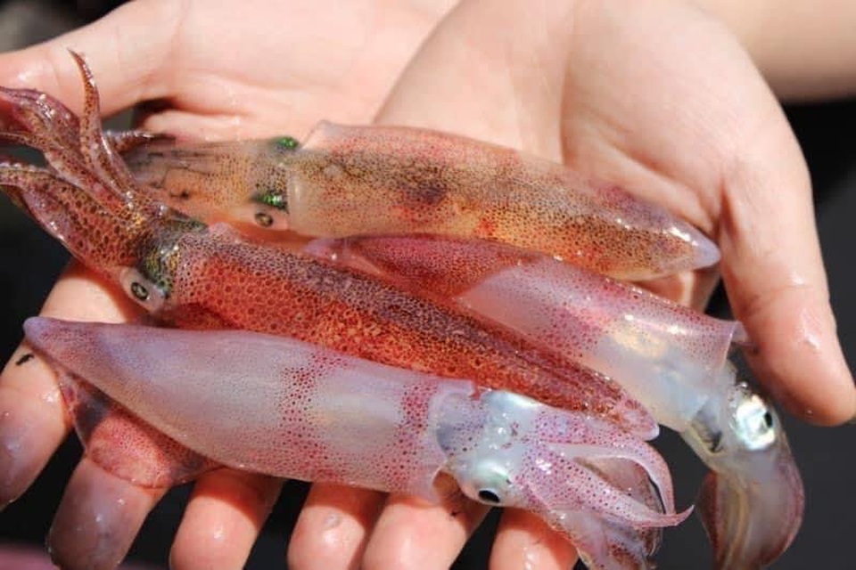 Con nhảy tanh tách, tiền triệu mỗi kg vẫn không có để bán - 7