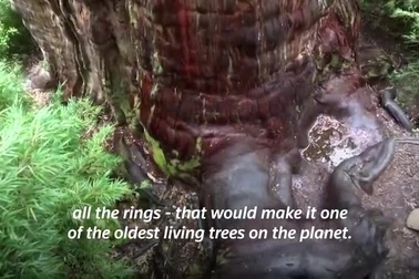 Cây cô đơn sống lâu nhất thế giới gần 5.500 năm đang "chết dần chết mòn"
