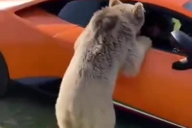 Gấu nghịch ngợm phá tung cửa siêu xe Lamborghini