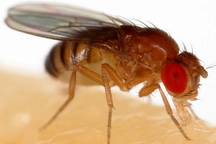 Ruồi giấm: Từ loài côn trùng gây hại đến "người hùng" khoa học
