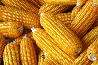 Vì sao Việt Nam cho thương mại hóa cây trồng biến đổi gen?