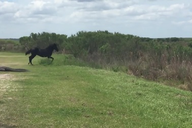 Liều lĩnh tấn công cá sấu, ngựa hoang suýt trả giá bằng tính mạng