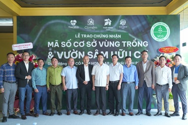 Sâm Lai Châu hữu cơ kỳ vọng chinh phục người tiêu dùng Việt