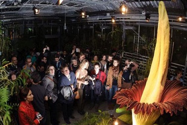 Đổ xô đi xem hoa “xác chết” lớn nhất Brazil “khoe sắc”