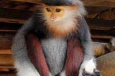 Thả một cá thể động vật quý hiếm về môi trường tự nhiên