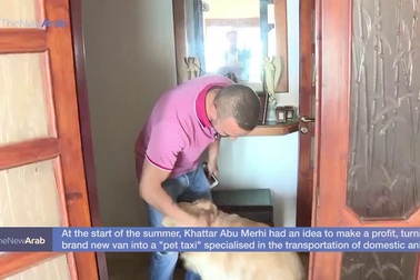 Dịch vụ lạ taxi chở thú cưng đi dạo