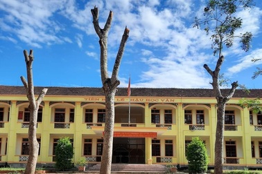 Hàng loạt cây xà cừ trong sân trường bị cắt trụi khiến người dân bức xúc