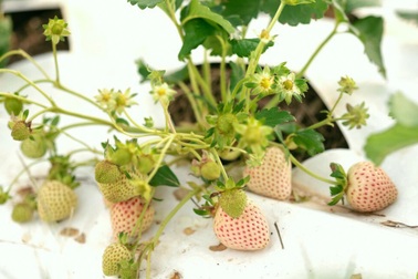 9X khởi nghiệp với hàng nghìn gốc dâu tây Bạch Tuyết, vị ngọt thơm như dứa