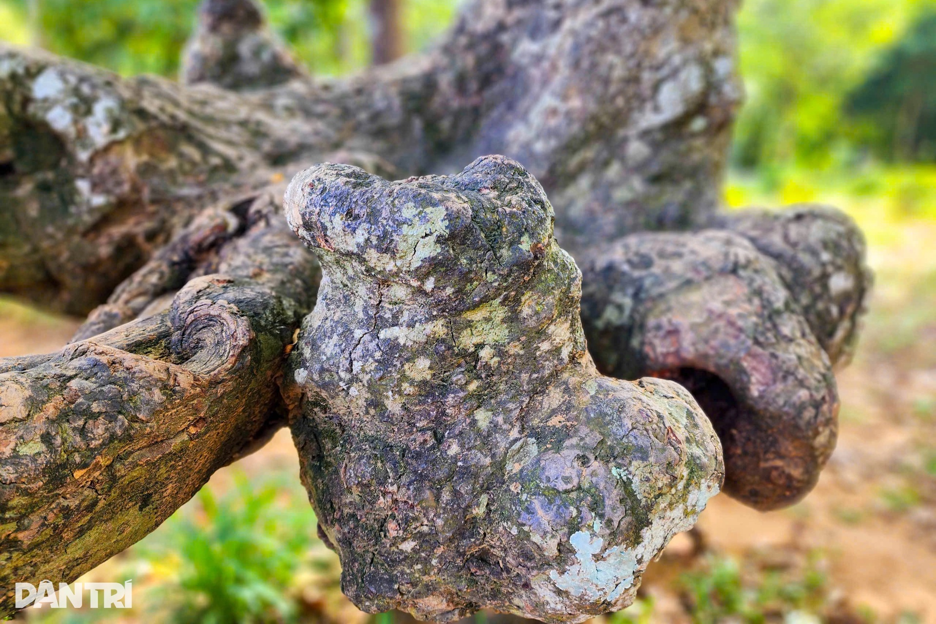 Ngắm Ao Bà Om với hàng trăm cây cổ thụ có bộ rễ hình thù độc lạ - 5