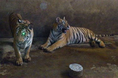 Tiết lộ của người “nuôi hổ như nuôi lợn”