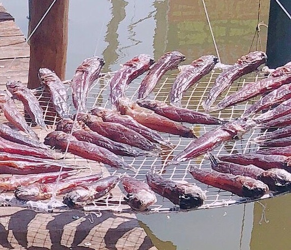 Cà Mau đề xuất nghiên cứu ứng dụng công nghệ bảo tồn loài cá… leo cây - 5 Cà Mau đề xuất nghiên cứu ứng dụng công nghệ bảo tồn loài cá… leo cây - 5