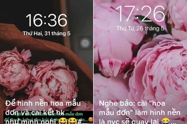 Cài hình nền hoa mẫu đơn để sớm có "người thương"