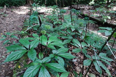 Kiểm tra vụ "quay xe" bất ngờ để cấp mã vùng trồng cây quốc bảo