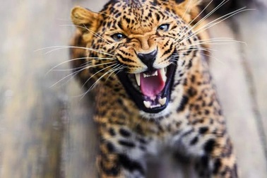 Mẹ liều mình cứu mạng con khỏi nanh vuốt báo hoa mai