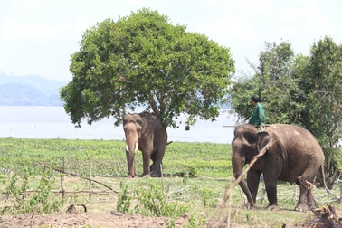 Khi voi Tây Nguyên bỗng “hóa điên”
