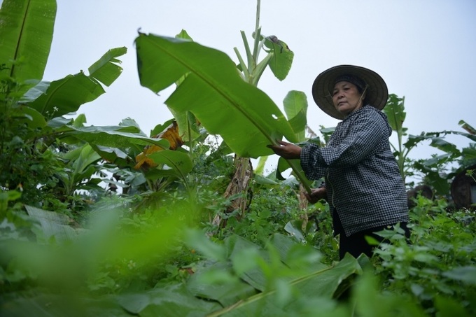 Nghề độc ở Hà Nội: Bán lá chuối rừng, kiếm hàng chục triệu đồng mỗi tháng - Ảnh 4. Nghề độc ở Hà Nội: Bán lá chuối rừng, kiếm hàng chục triệu đồng mỗi tháng - Ảnh 4.